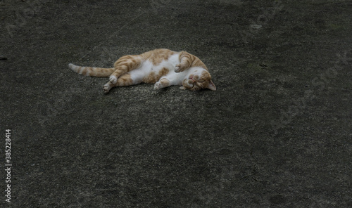 Un gato durmiendo en el suelo.