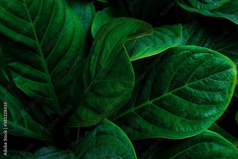 Fototapeta premium closeup nature view of tropical leaf background, dark tone concept