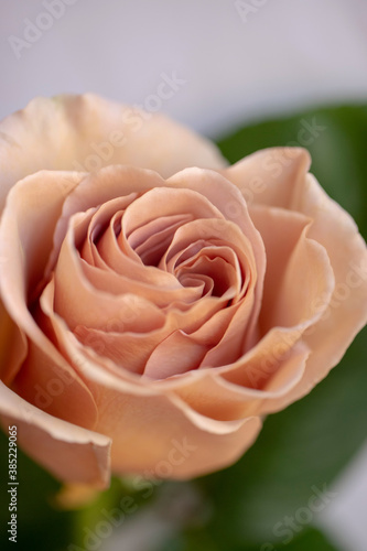 Blooming roses  bush rose macro photo. Close up of a Peach Colored Rose. Focus on a peach-colored rose. Unfocused blur rose petals. flower of rose close-up. Natural background. 