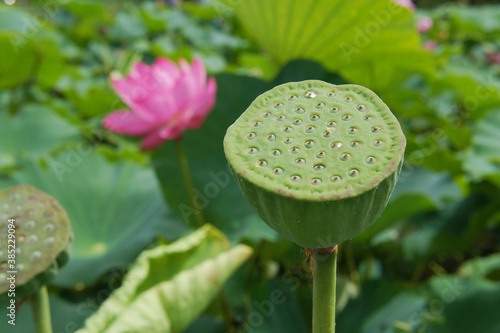蓮の花と花托