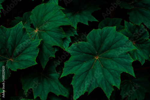closeup nature view of tropical leaf background, dark tone concept © Nabodin