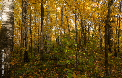 Birch trees in the autumn forest near the city of Samara