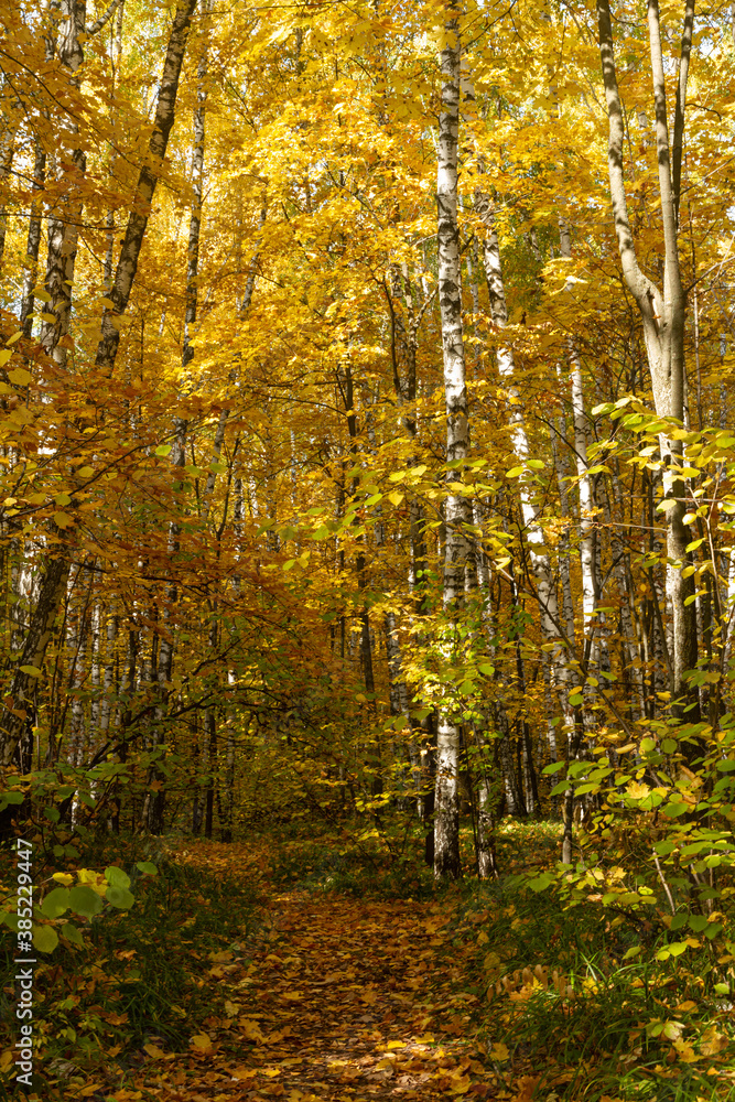 Play of light in the autumn birch forest near the city of Samara
