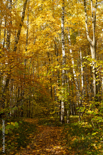 Play of light in the autumn birch forest near the city of Samara 
