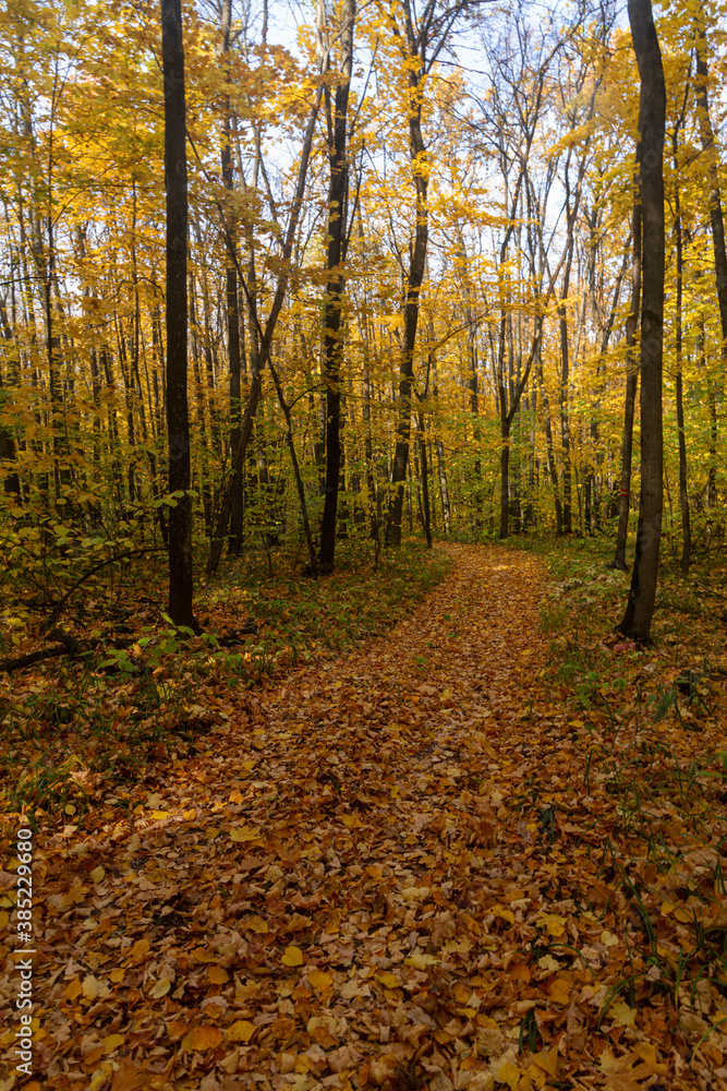 Landscape with a road in an autumn deciduous forest near the city of Samara Landscape with a road in an autumn deciduous forest near the city of Samara
