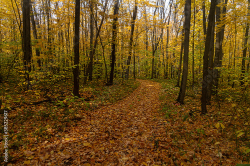 The road in the autumn deciduous forest in the vicinity of the city of Samara