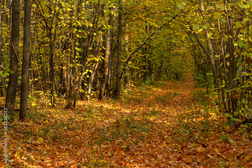Autumn forest path in the vicinity of the city of Samara