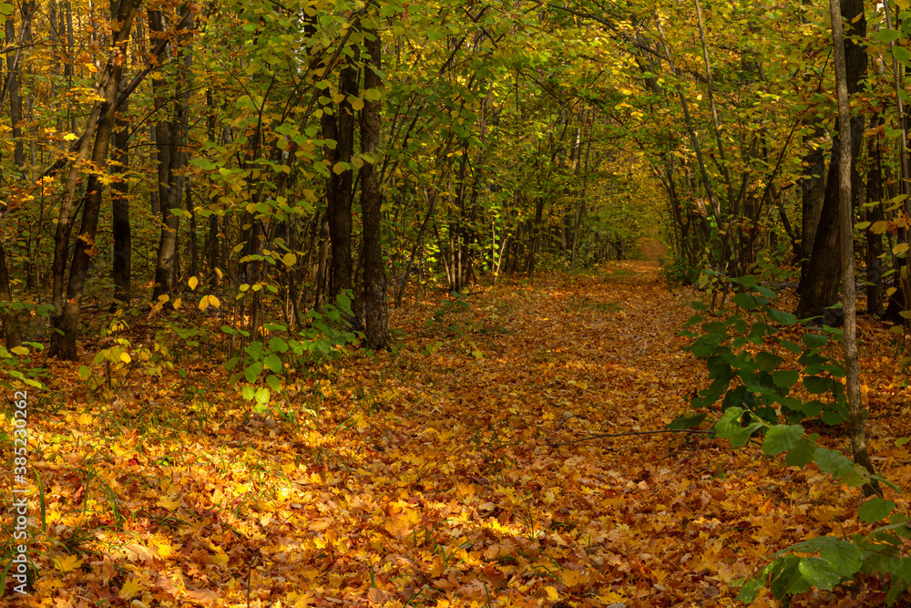 Colors of the autumn forest in the vicinity of the city of Samara