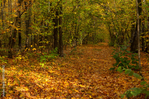 Colors of the autumn forest in the vicinity of the city of Samara