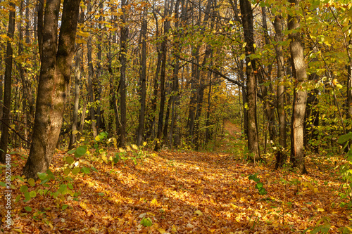 A path in an autumn forest near the city of Samara