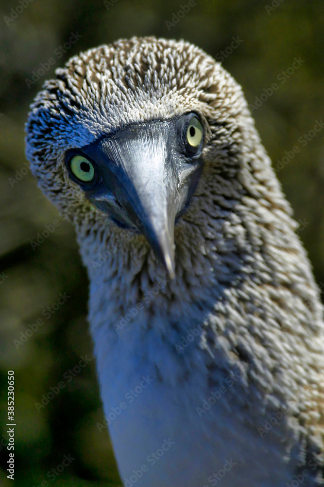 Fototapeta premium Blue-footed Booby, Sula nebouxii, Galápagos National Park, Galápagos Islands, UNESCO World Heritage Site, Ecuador, America