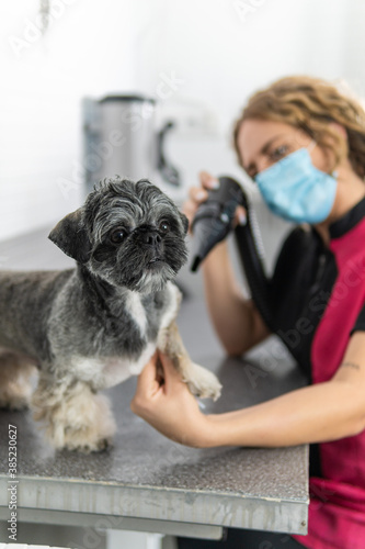 Using a hair dryer to care for a Shih Tzu puppy after a bath, in a veterinary clinic or dog grooming salon