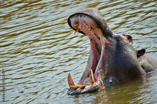 Hippopotamus, Hippopotamus amphibius, Kruger National Park, South Africa, Africa