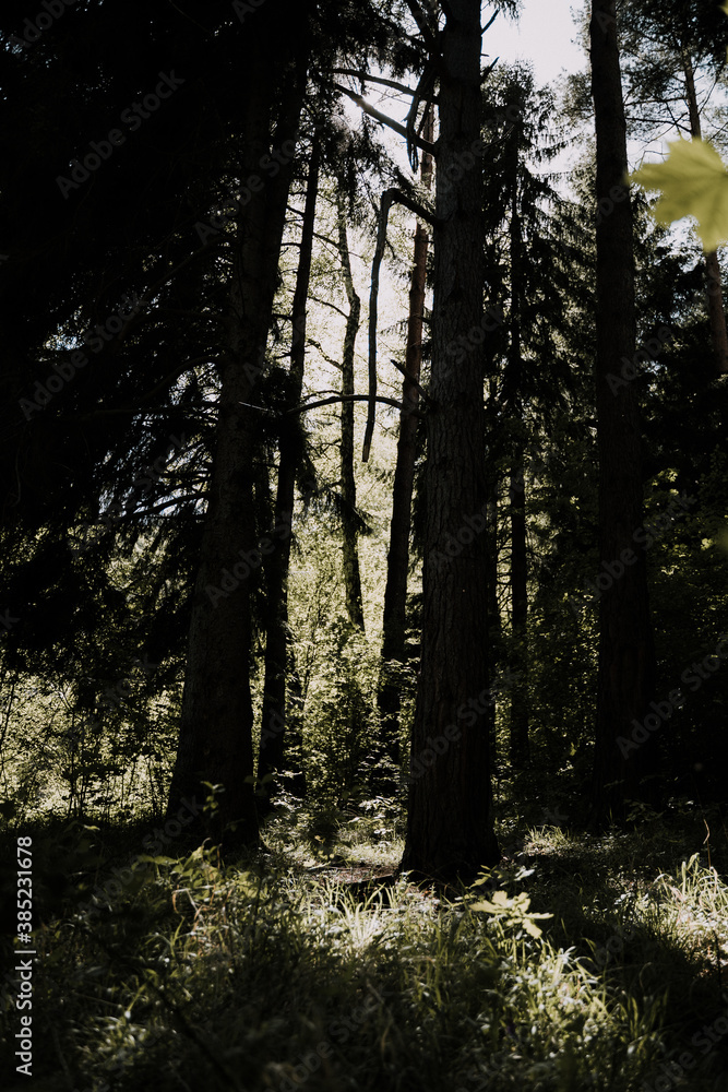 Fototapeta premium sunset in the woods