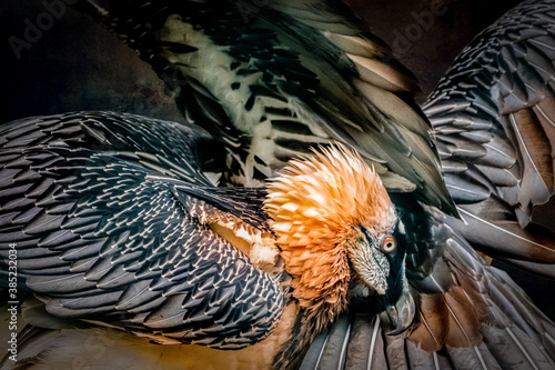 Fototapeta portrait of a bearded vulture