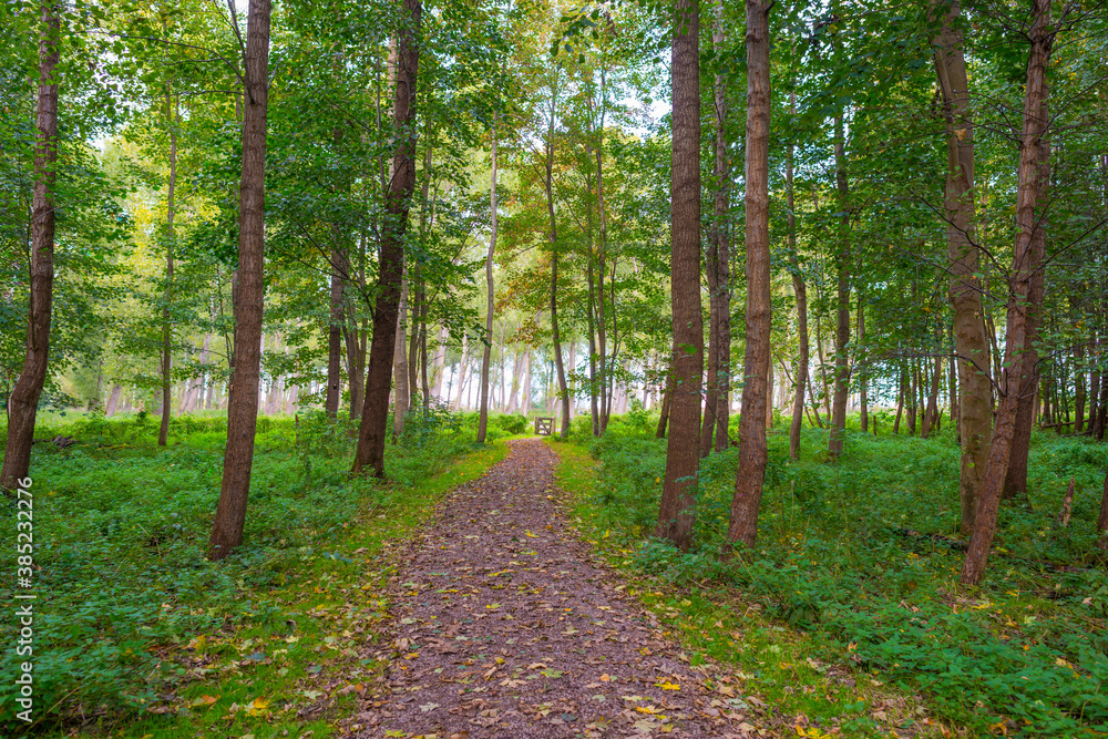 Obraz premium Path in a foggy forest towards a small wooden swing gate in sunlight in autumn, Almere, Flevoland, The Netherlands, October 13, 2020