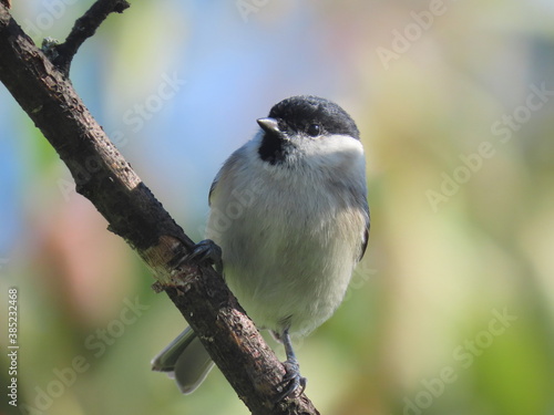 Marsh tit (Poecile palustris) posing on an oblical tree branch, perching and looking towards the camera. Beautiful creamy calm clear natural looking blurry background behind the bird. 