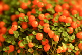 home plant nertera granadensis with bright orange poisonous berries close up full frame background