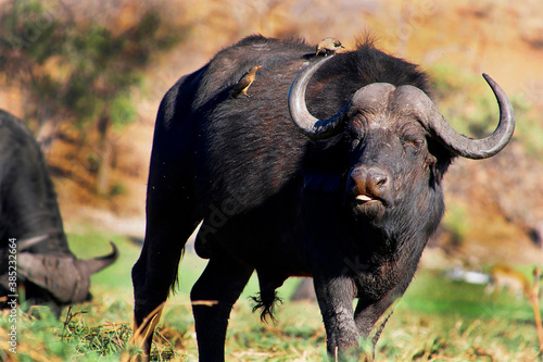 Buffalo, Syncerus caffer, Chobe River, Chobe National Park, Botswana, Africa © Al Carrera
