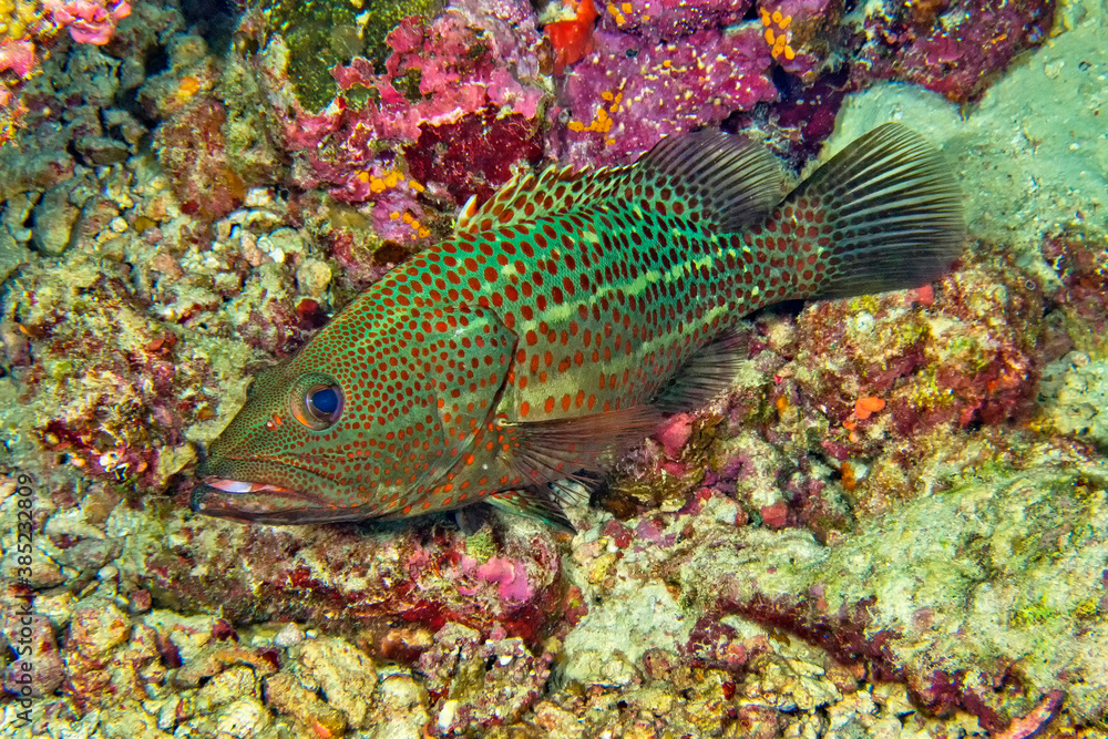 White-lined Grouper, Anyperodon leucogrammicus, Coral Reef, South Ari Atoll, Maldives, Indian Ocean, Asia White-lined Grouper, Anyperodon leucogrammicus, Coral Reef, South Ari Atoll, Maldives, Indian Ocean, Asia