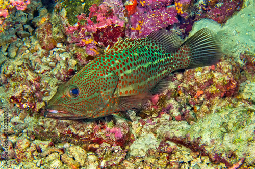 White-lined Grouper, Anyperodon leucogrammicus, Coral Reef, South Ari Atoll, Maldives, Indian Ocean, Asia