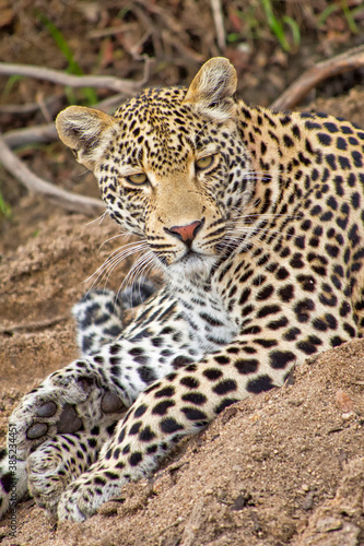 Leopard  Panthera pardus  Kruger National Park  South Africa  Africa