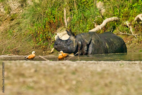 Greater One-horned Rhinoceros, Indian Rhinoceros, Asian Rhino, Rhinoceros unicornis, Wetlands, Royal Bardia National Park, Bardiya National Park, Nepal, Asia photo