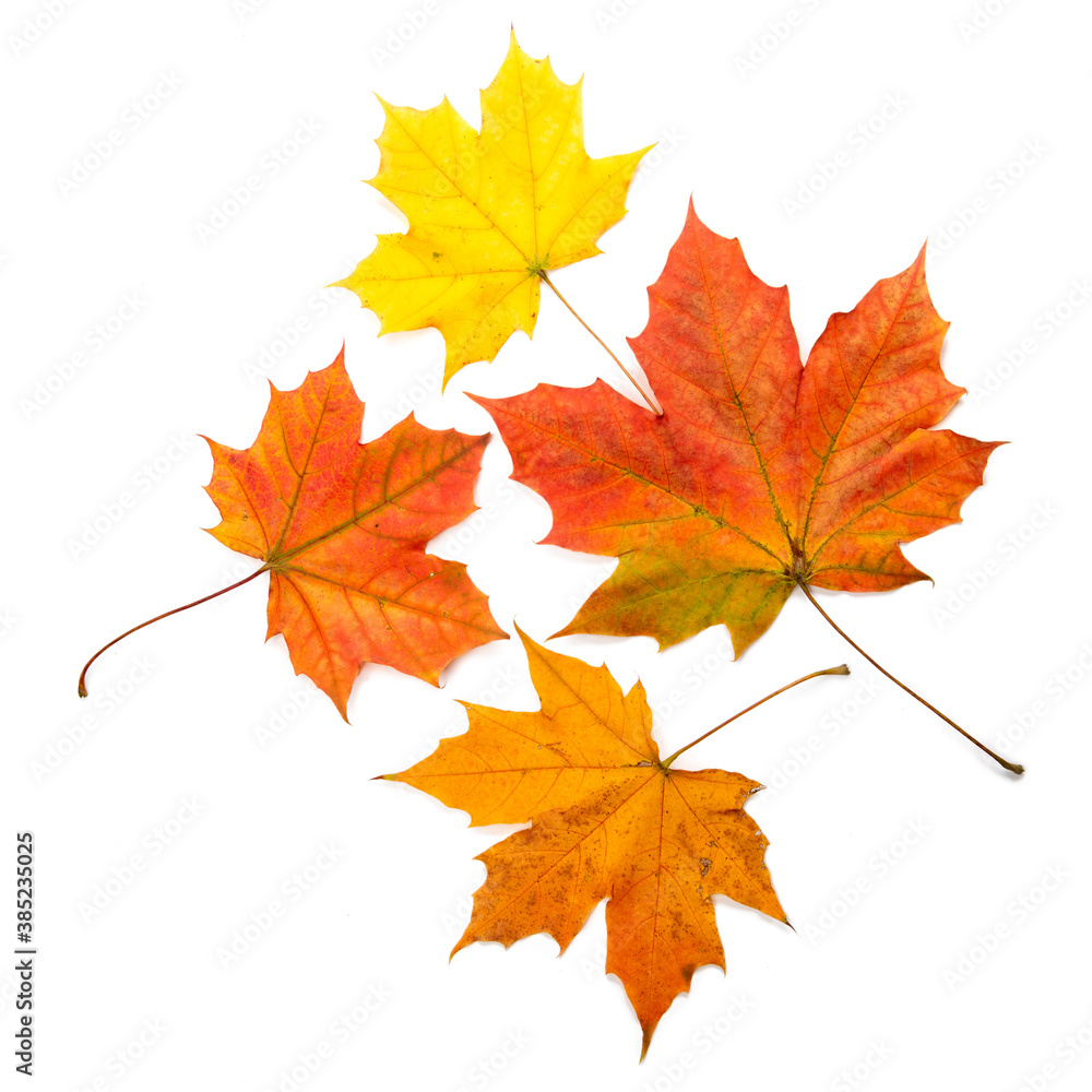 Autumn leaves on white background Autumn leaves on white background
