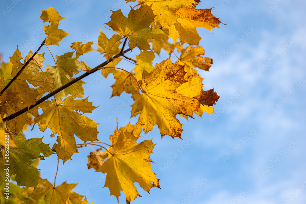 Fototapeta premium Colorful golden maple leaf's in autumn against blue sunny sky background. 