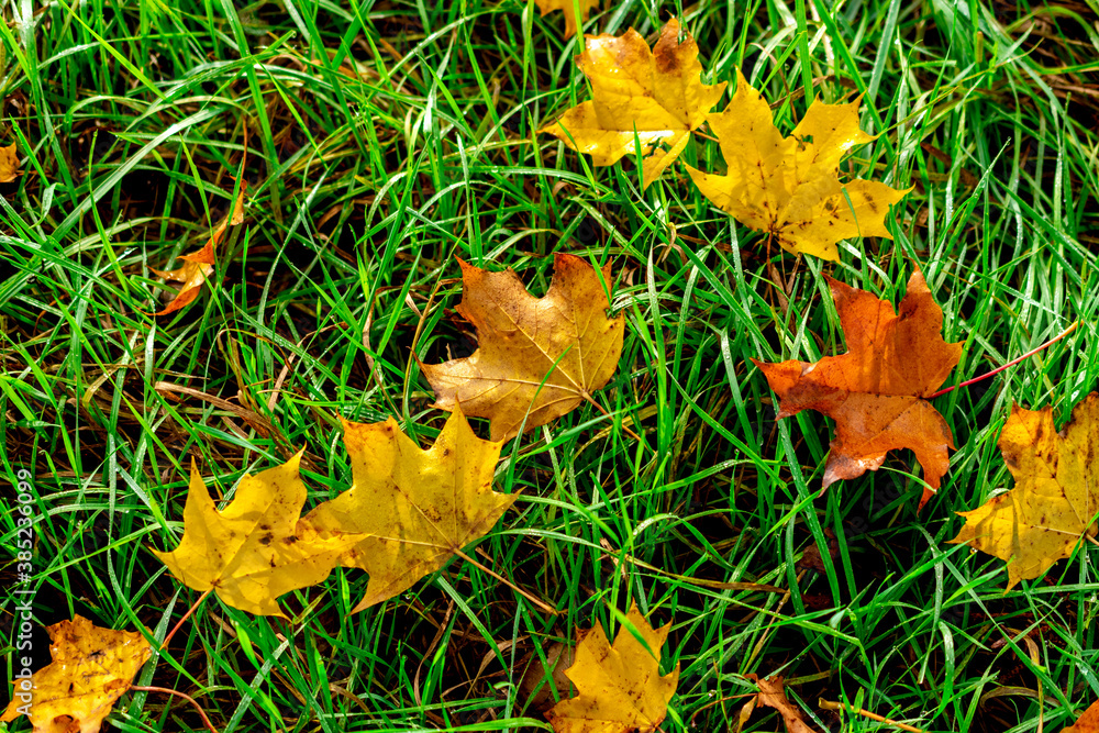 Top view of fallen colorful maple leaf's on the green grass. Top view of fallen colorful maple leaf's on the green grass.