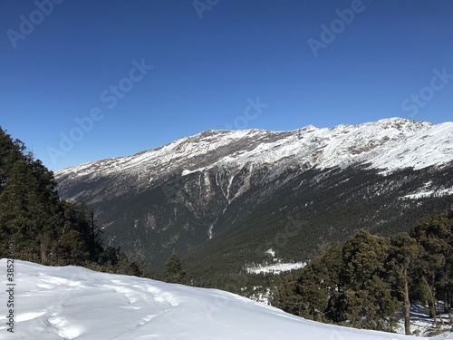 A snowy valley with black pine forest