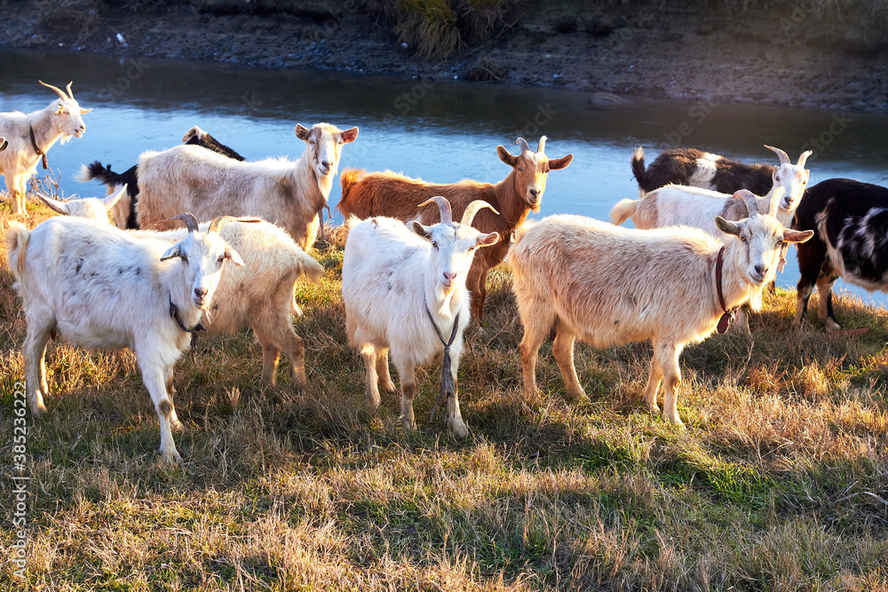 Obraz premium Herd of farm goats on a pasture at winter
