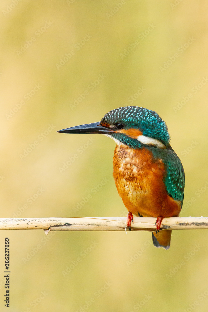 Fototapeta premium Martín pescador (Alcedo atthis), posado sobre el junco con fondo amarillento.