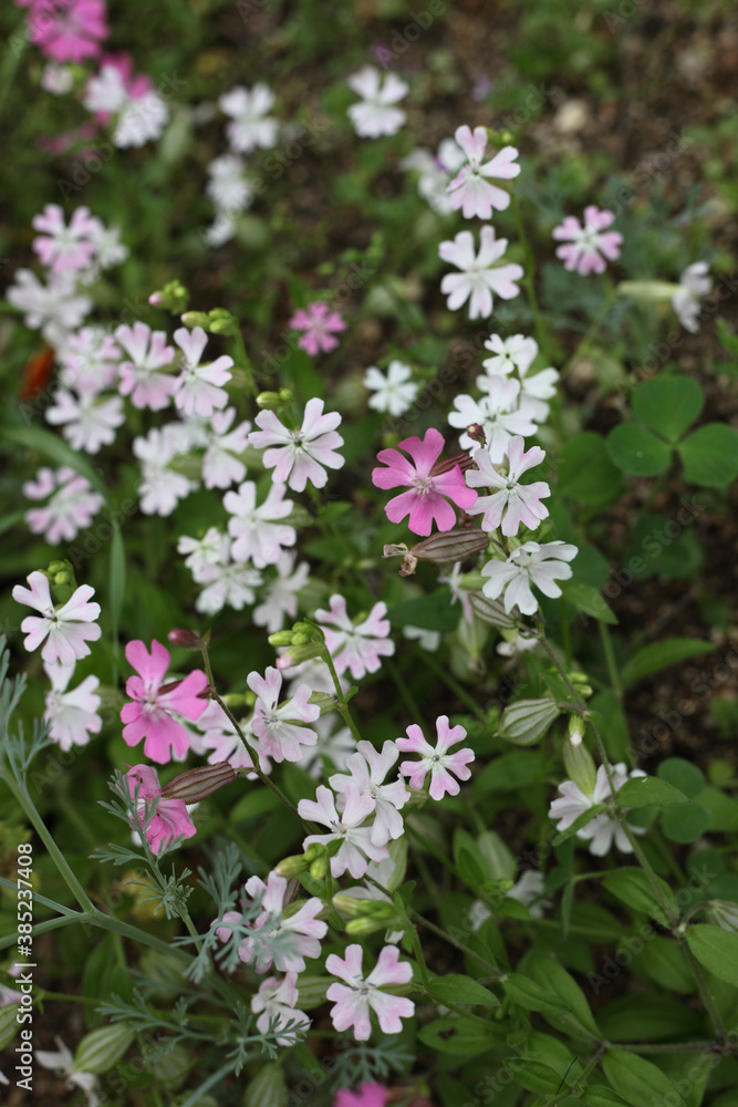 Obraz premium 芝桜