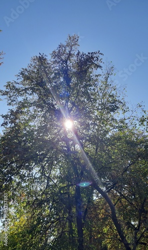 sun through trees