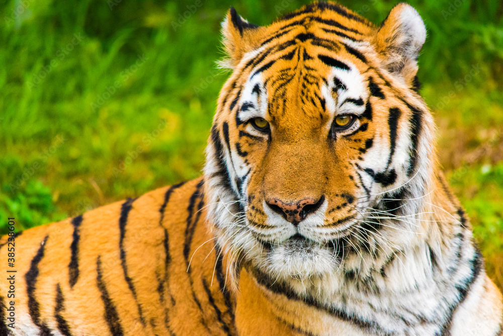 Obraz premium tiger in the zoo