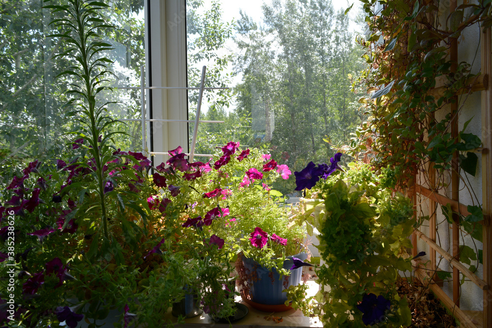 Small urban garden on the balcony with pink and violet petunia flowers in pots, and cobaea on trellis on the wall.