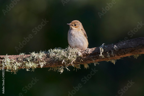 female pied flycatcher (Ficedula Hypoleuca) on a branch in Marbella. Spain