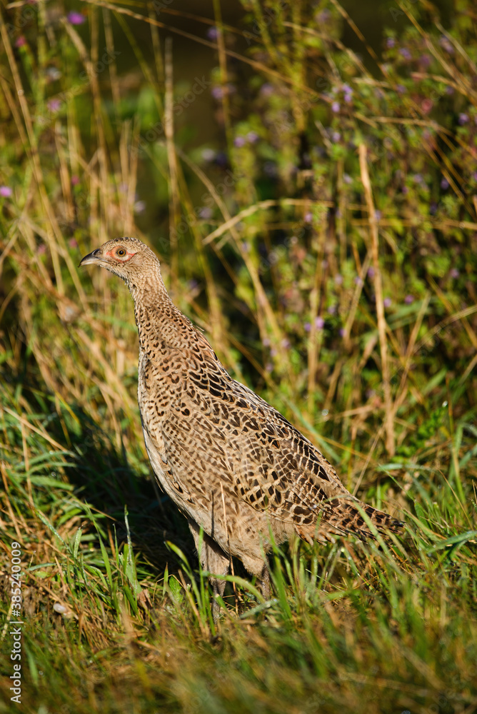Female pheasant bird in the grass Female pheasant bird in the grass
