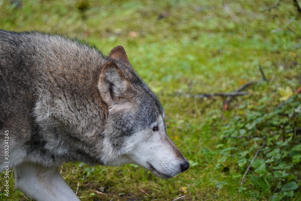 Fototapeta premium european wolf