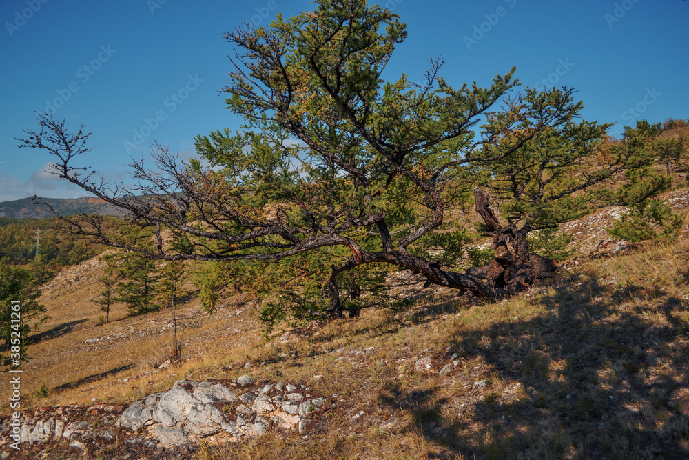 Stones, rocks with red moss  on hill covered with green yellow grass and coniferous tree. Baikal lake nature. Shadow