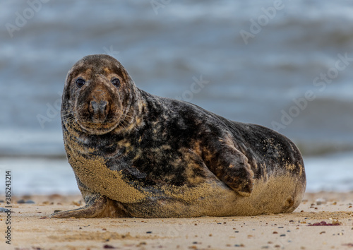 Male Grey Seal on a Norfolk beach