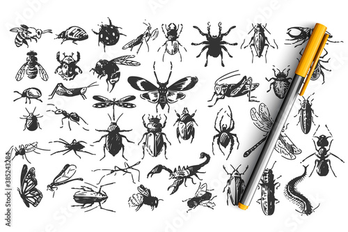 Insects doodle set. Collection of hand drawn sketches templates patterns of animals bugs butterflies cockroach spiders bees on white background. Natural wildlife illustration