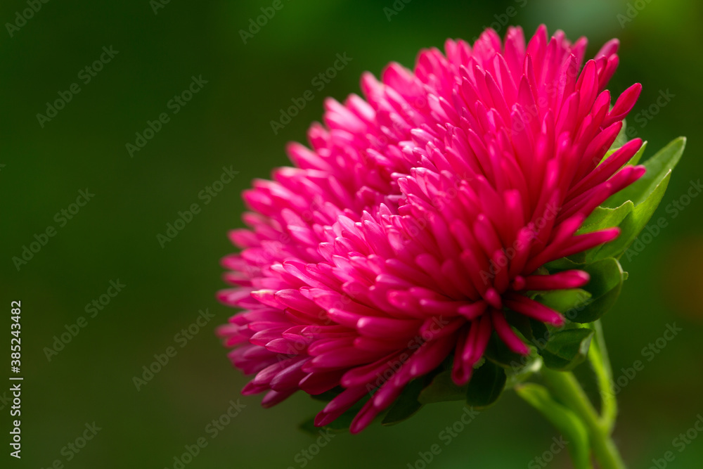 aster flower on a green background aster flower on a green background