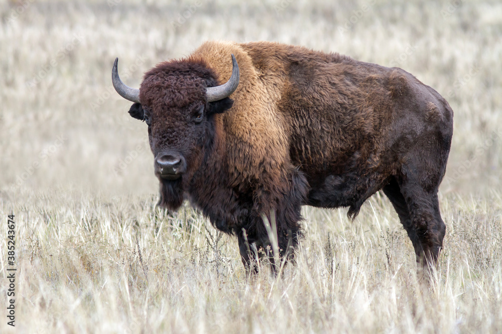 American bison in dry steppe.
