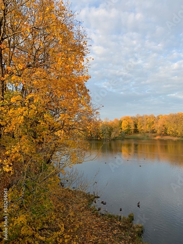 Golden autumn background  trees with yellow leaves  pond in the park