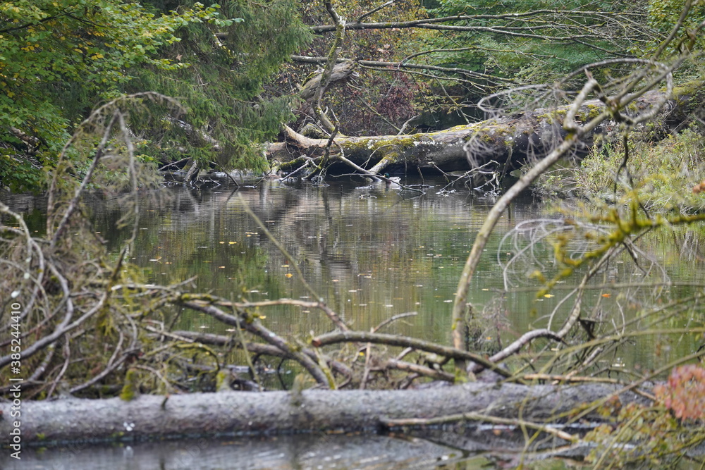 Obraz premium tree in the river