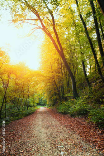 Footpath in the beautiful colorful autumn forest