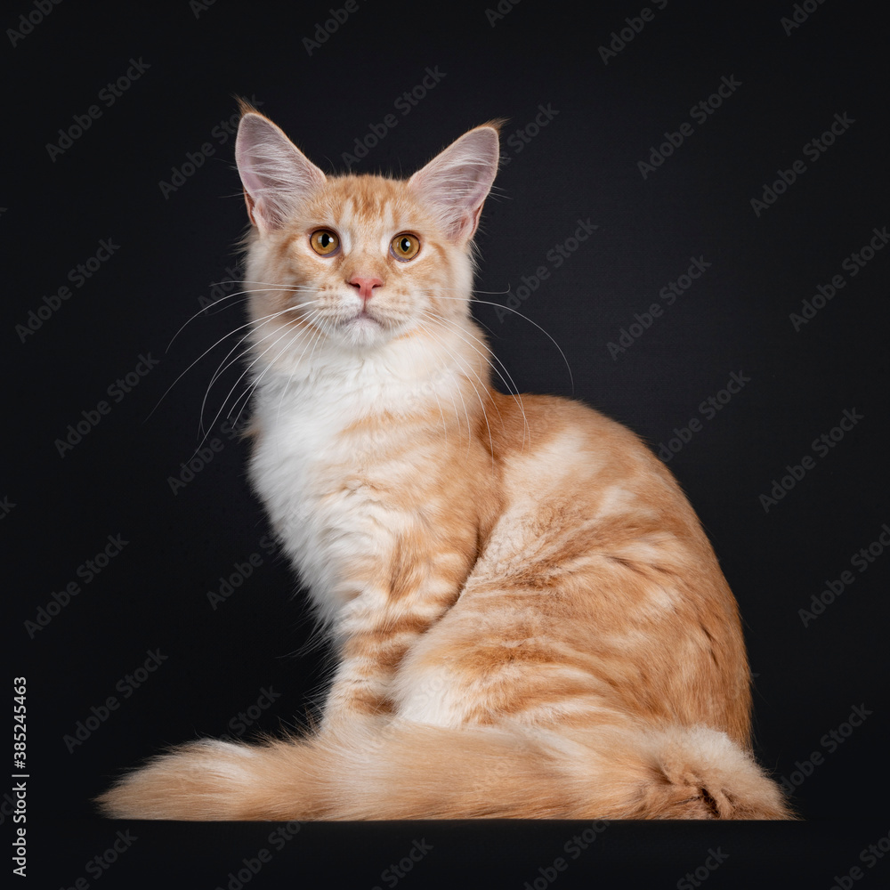 Obraz premium Pretty red silver tabby Maine Coon cat, sitting side ways. Looking beside camera with orange eyes. Isolated on black background.