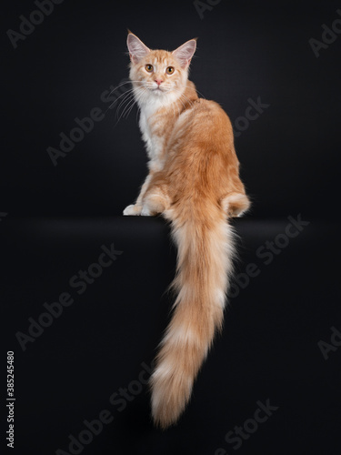 Pretty red silver tabby Maine Coon cat, sitting backwards Looking over shouder to camera with orange eyes. Isolated on black background. photo